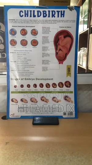 Anatomical Charts / Educational Posters (Diagrams)