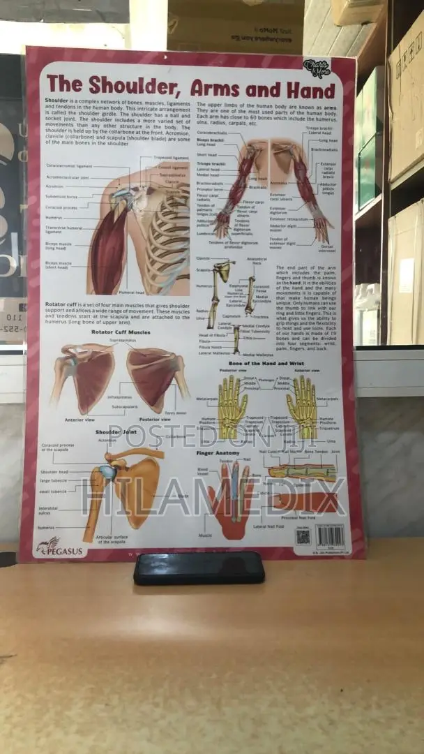 Anatomical Charts / Educational Posters (Diagrams)