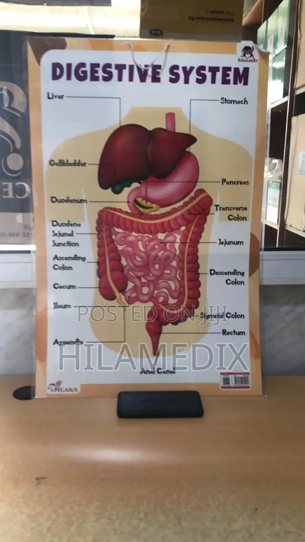 Anatomical Charts / Educational Posters (Diagrams)