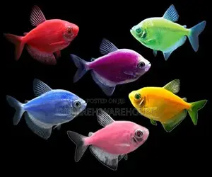 Tetra Fish