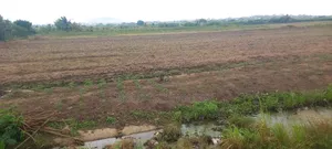 Tuba Land on Sales