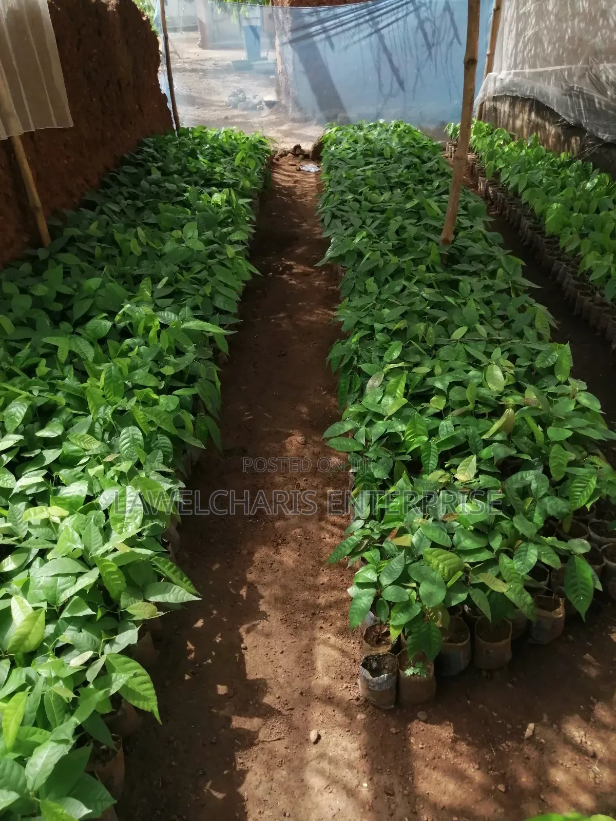 Hybrid Cocoa Seedlings For Sale