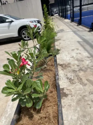 Garden Services