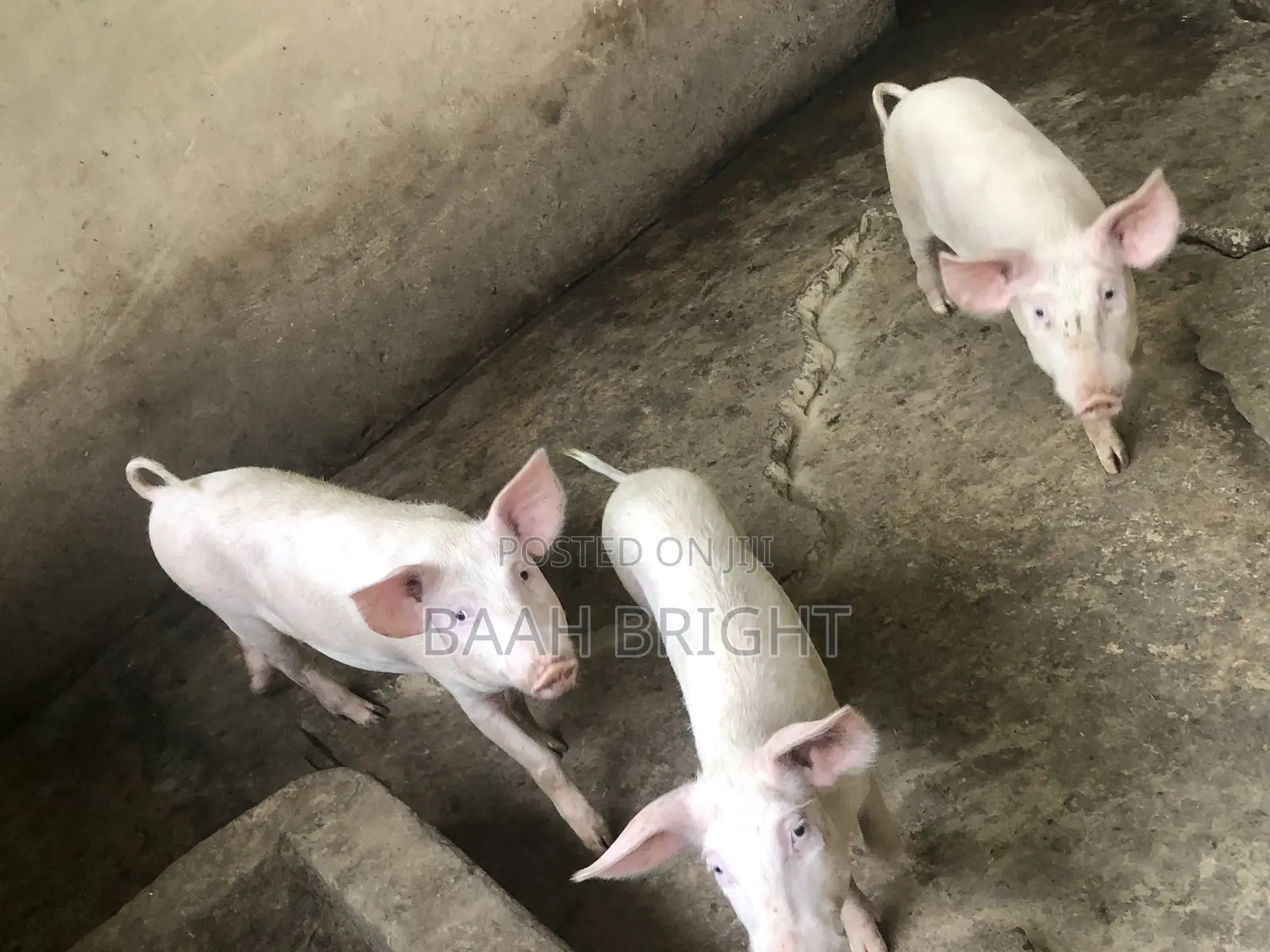 German Breed Piglets Available