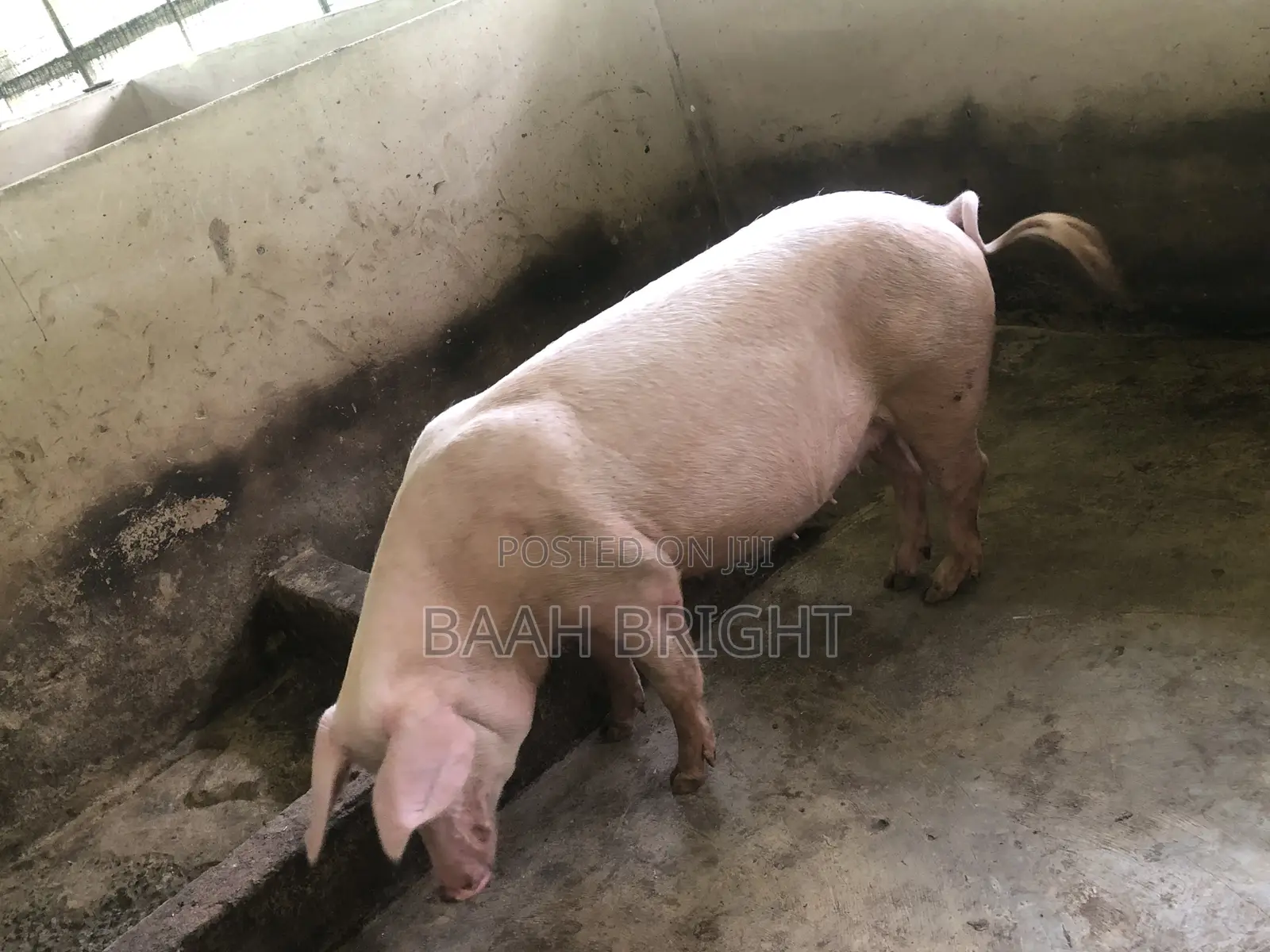 German Breed Piglets Available