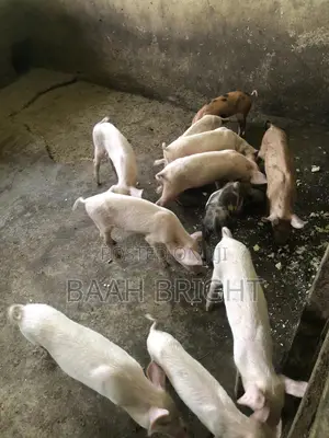 German Breed Piglets Available
