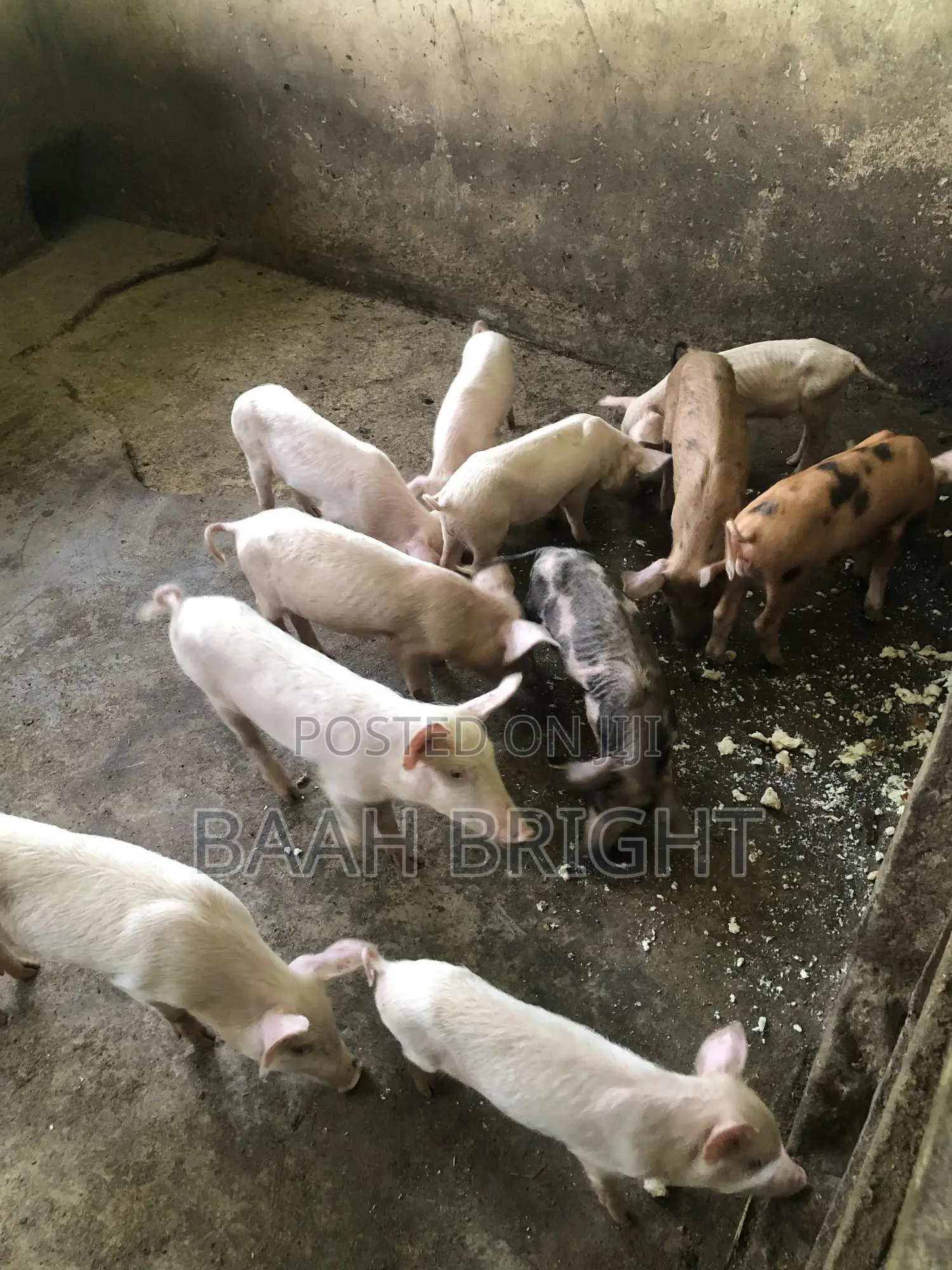 German Breed Piglets Available