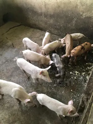 German Breed Piglets Available