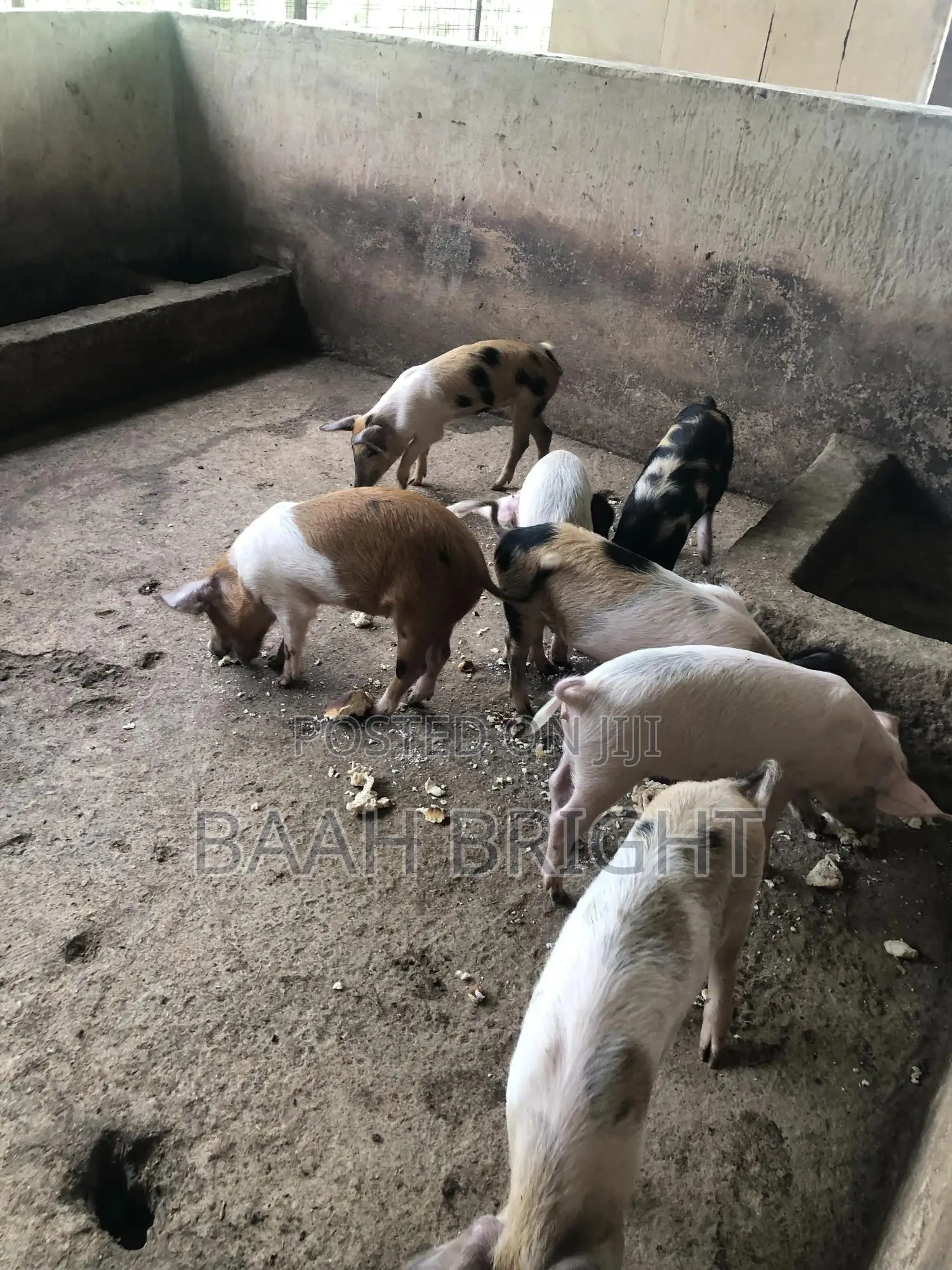 German Breed Piglets Available