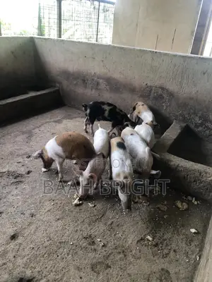 German Breed Piglets Available
