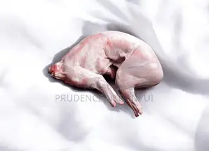Rabbit Meat