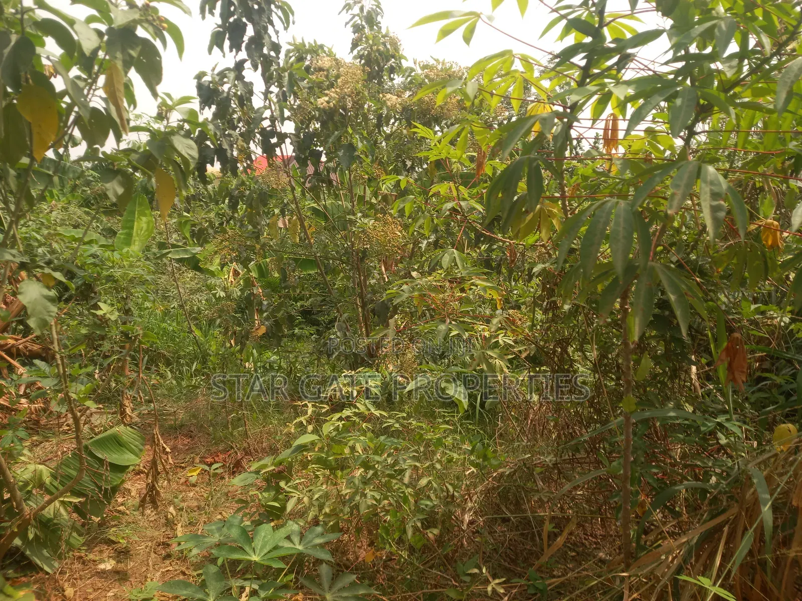 Plot for Sale at Pakyi No 2. ( Near the Main Highway)