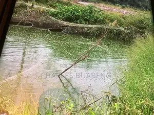 Commercial Fish Pond