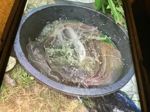 Commercial Fish Pond