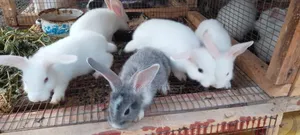 Rabbits (Bunnies)