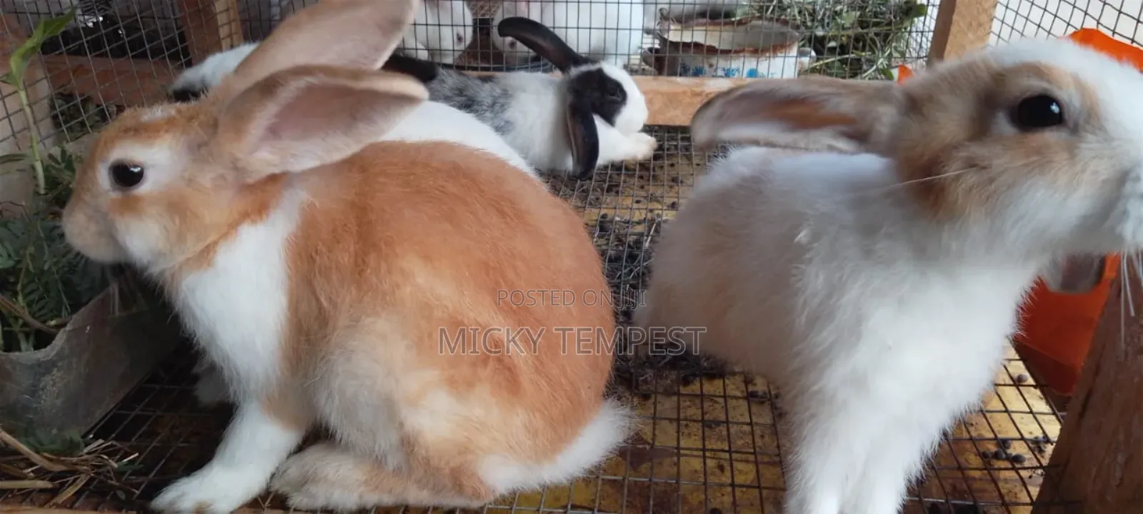 Rabbits (Bunnies)