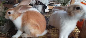 Rabbits (Bunnies)