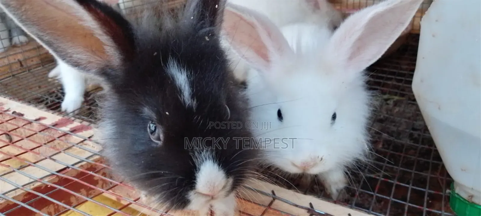 Rabbits (Bunnies)