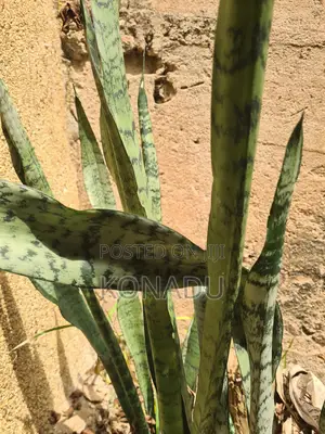 Snake Plants