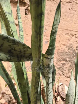 Snake Plants
