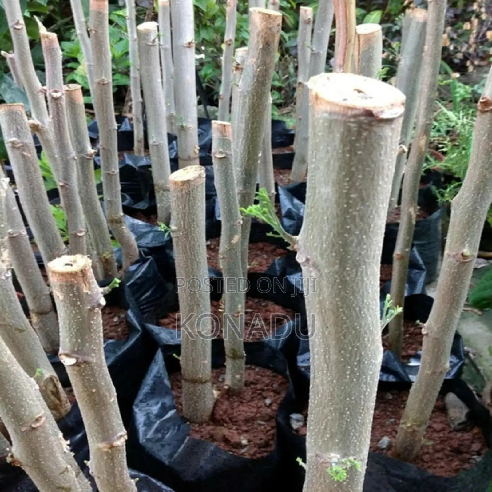 Moringa Cuttings