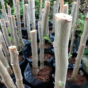 Moringa Cuttings