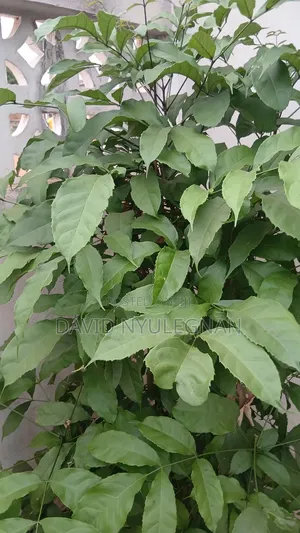 Garden Services