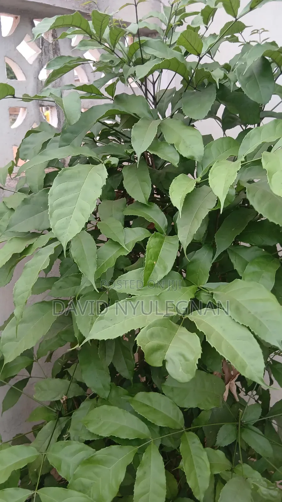 Garden Services