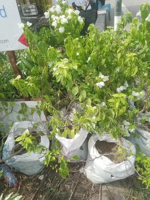 Garden Services