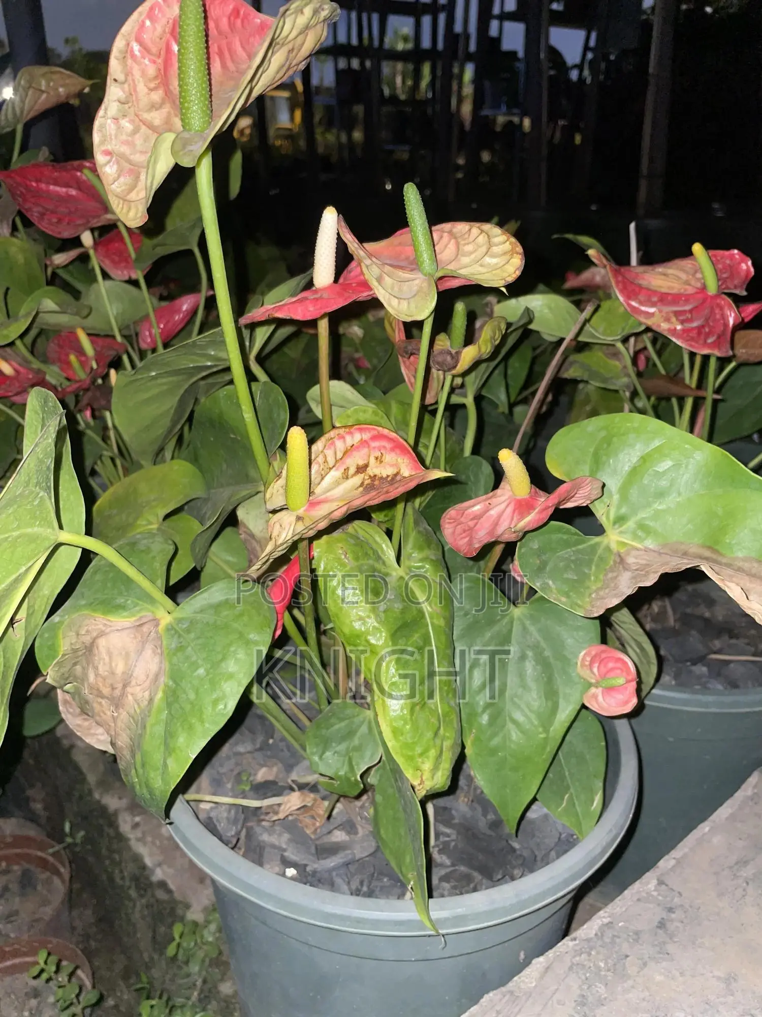 Syngonium Pink Flower Plant