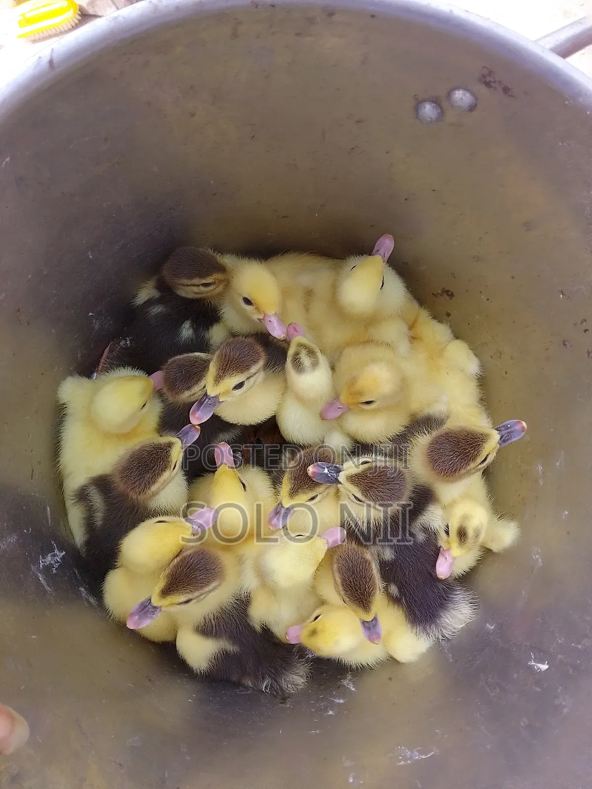Muscovy Ducklings