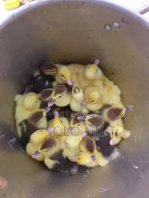Muscovy Ducklings
