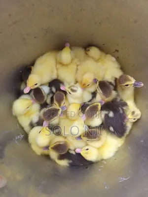 Muscovy Ducklings
