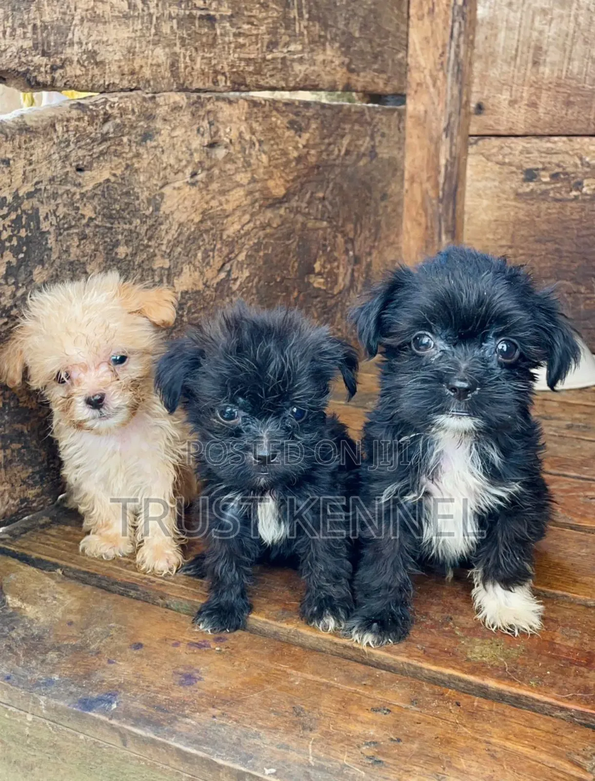 1-3 months Male Purebred Poodle