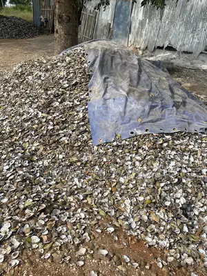 Oyster Shells(Contact for Exact Price)