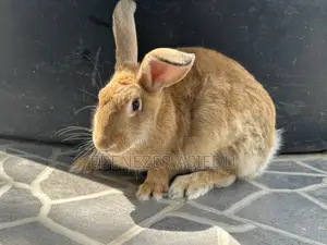 Rabbit Hybrids for Sale.
