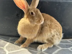 Rabbit Hybrids for Sale.