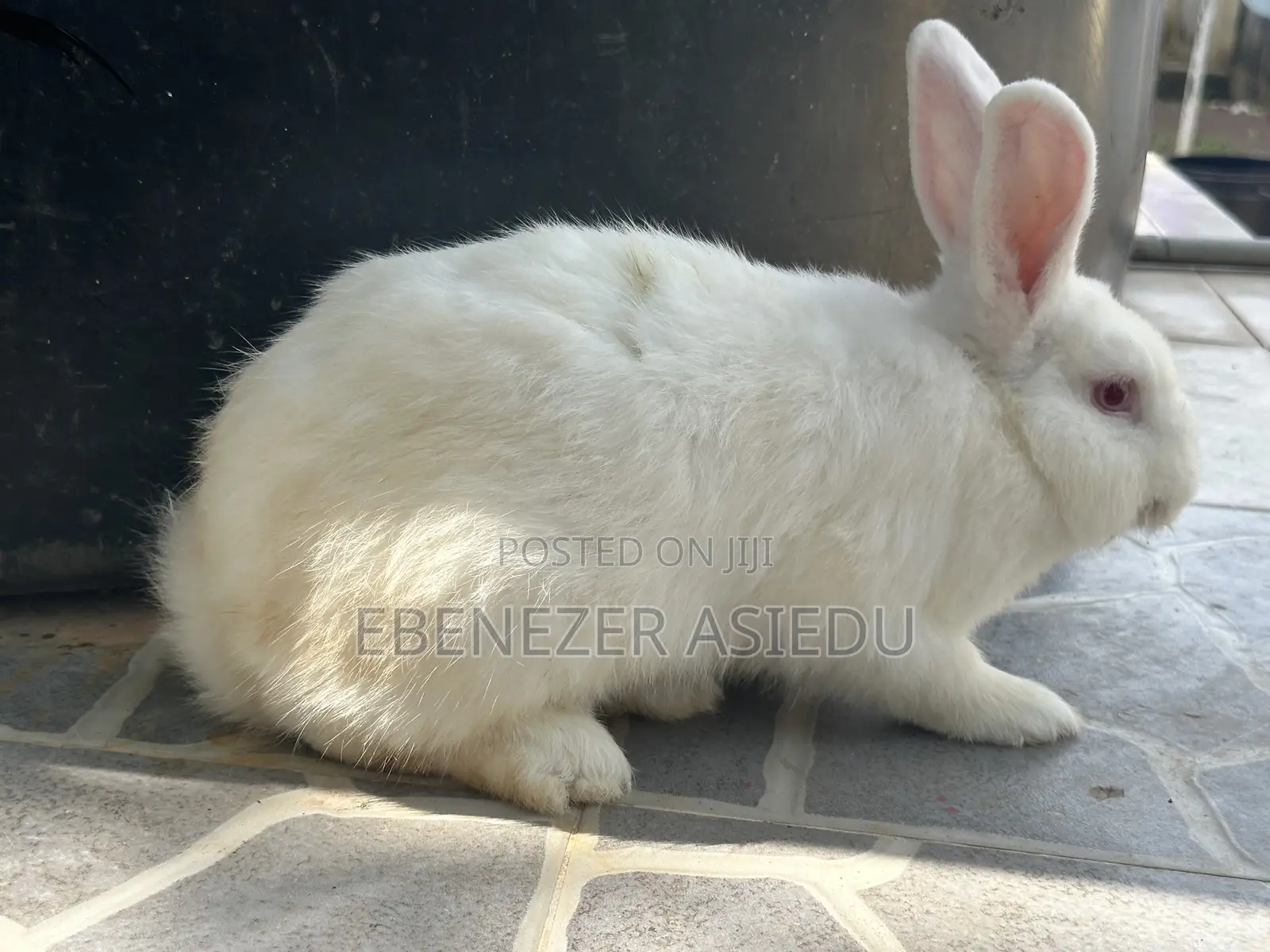 Rabbit Hybrids for Sale.
