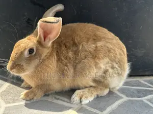 Rabbit Hybrids for Sale.