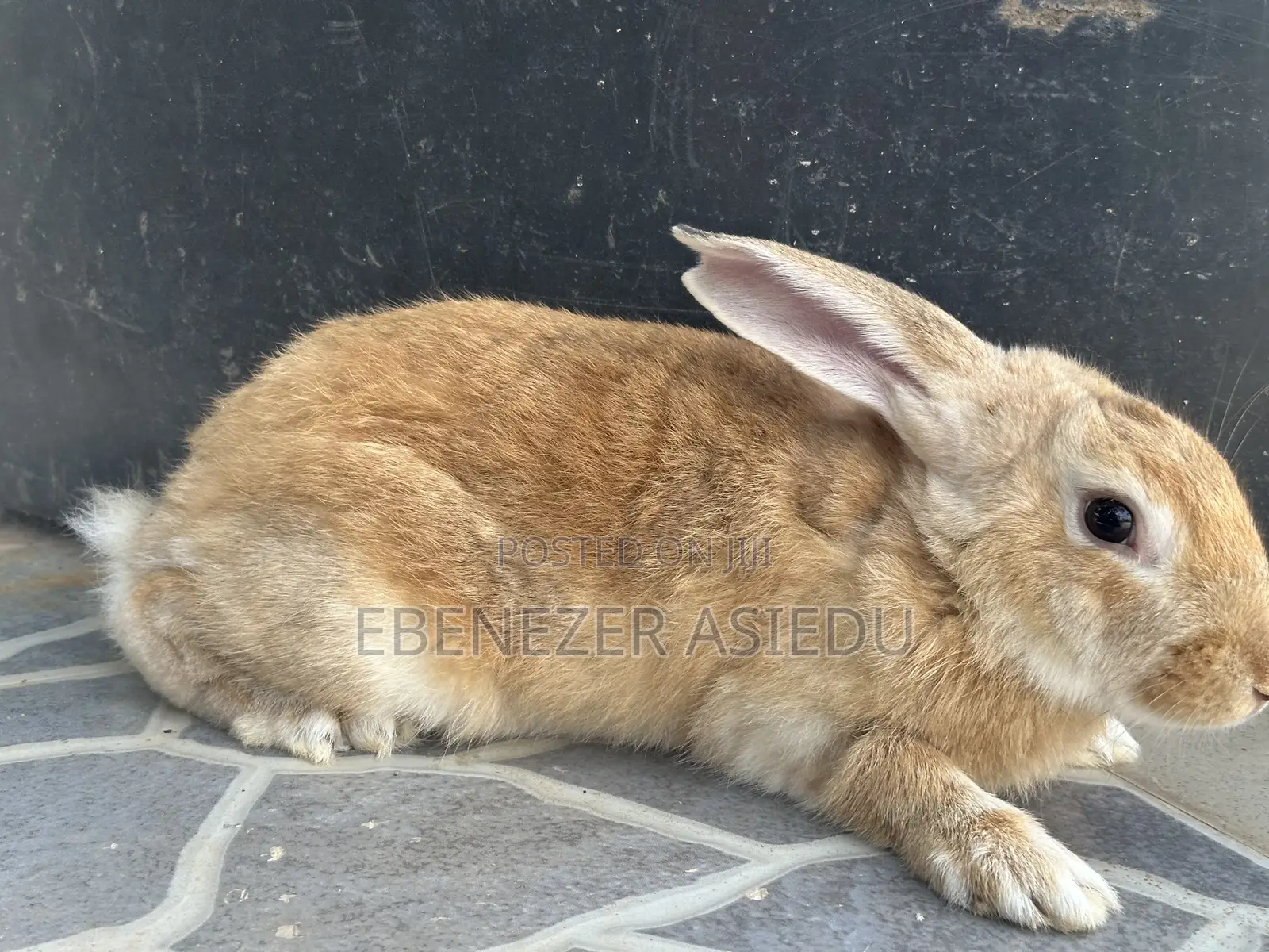 Rabbit Hybrids for Sale.