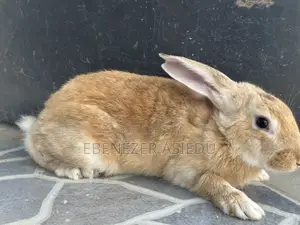 Rabbit Hybrids for Sale.