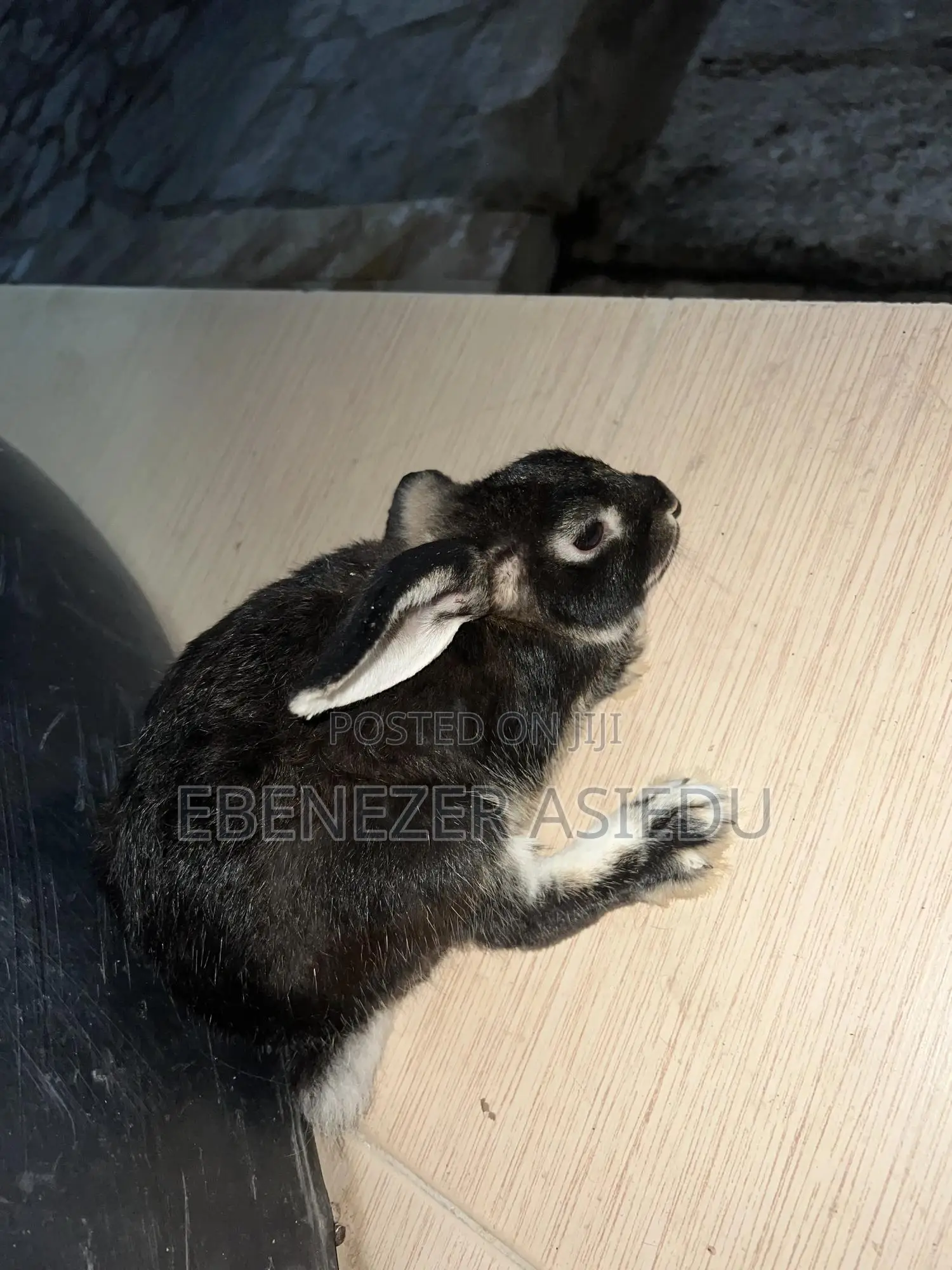 Rabbit Farming Solutions and Training