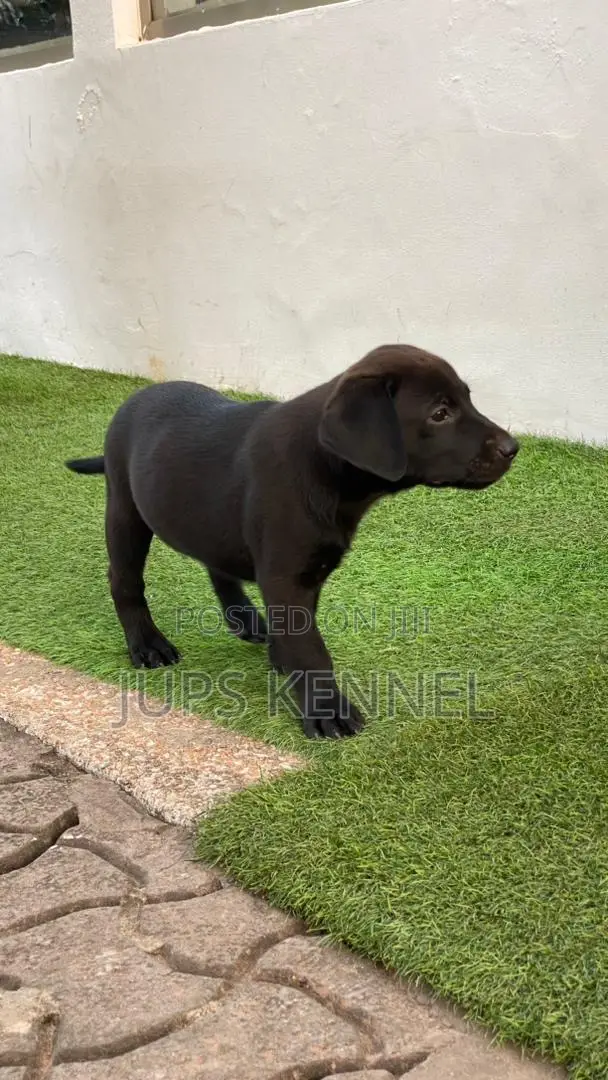 1-3 months Male Purebred Labrador Retriever