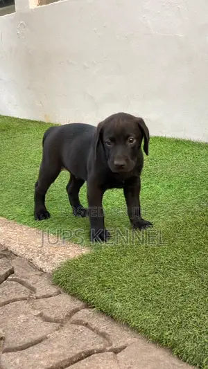 1-3 months Male Purebred Labrador Retriever