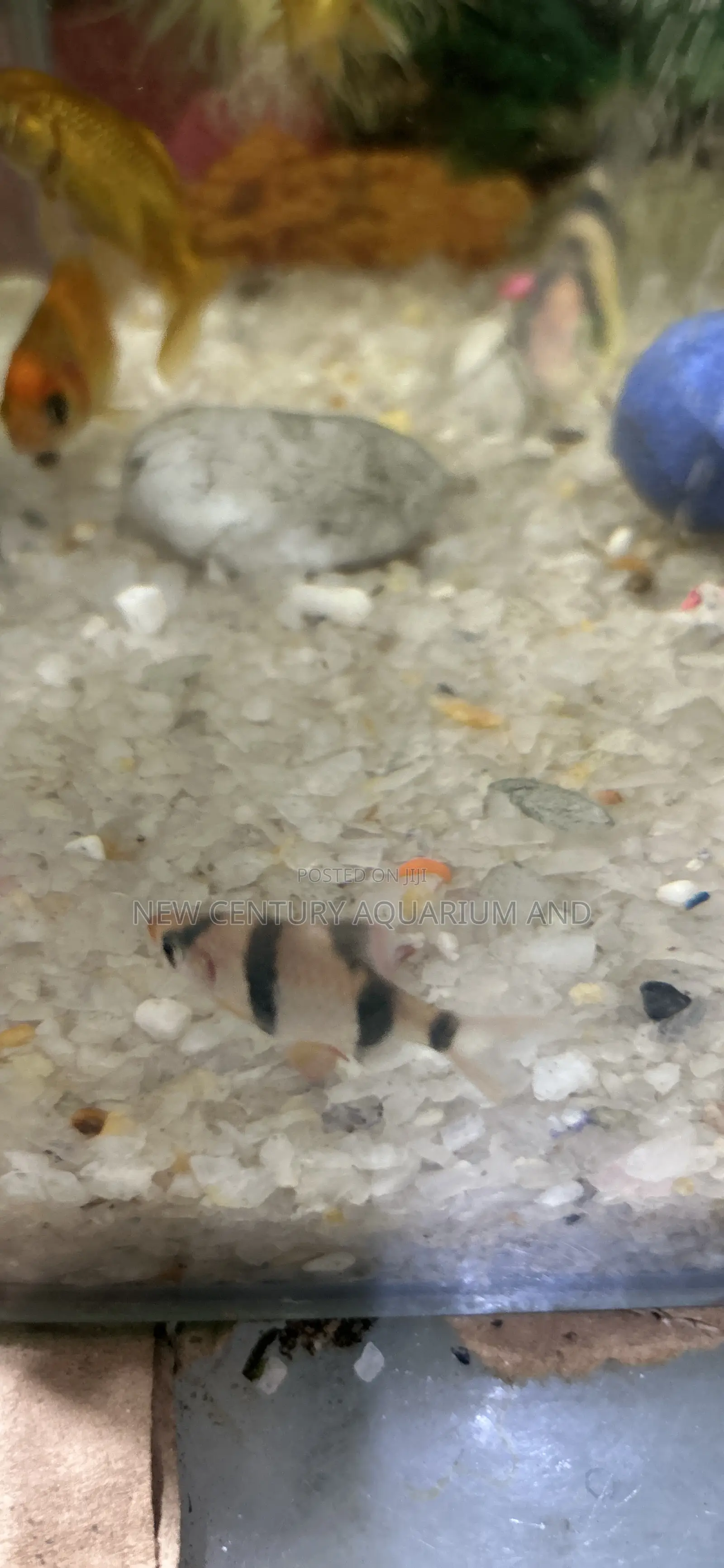 Tiger Barb.