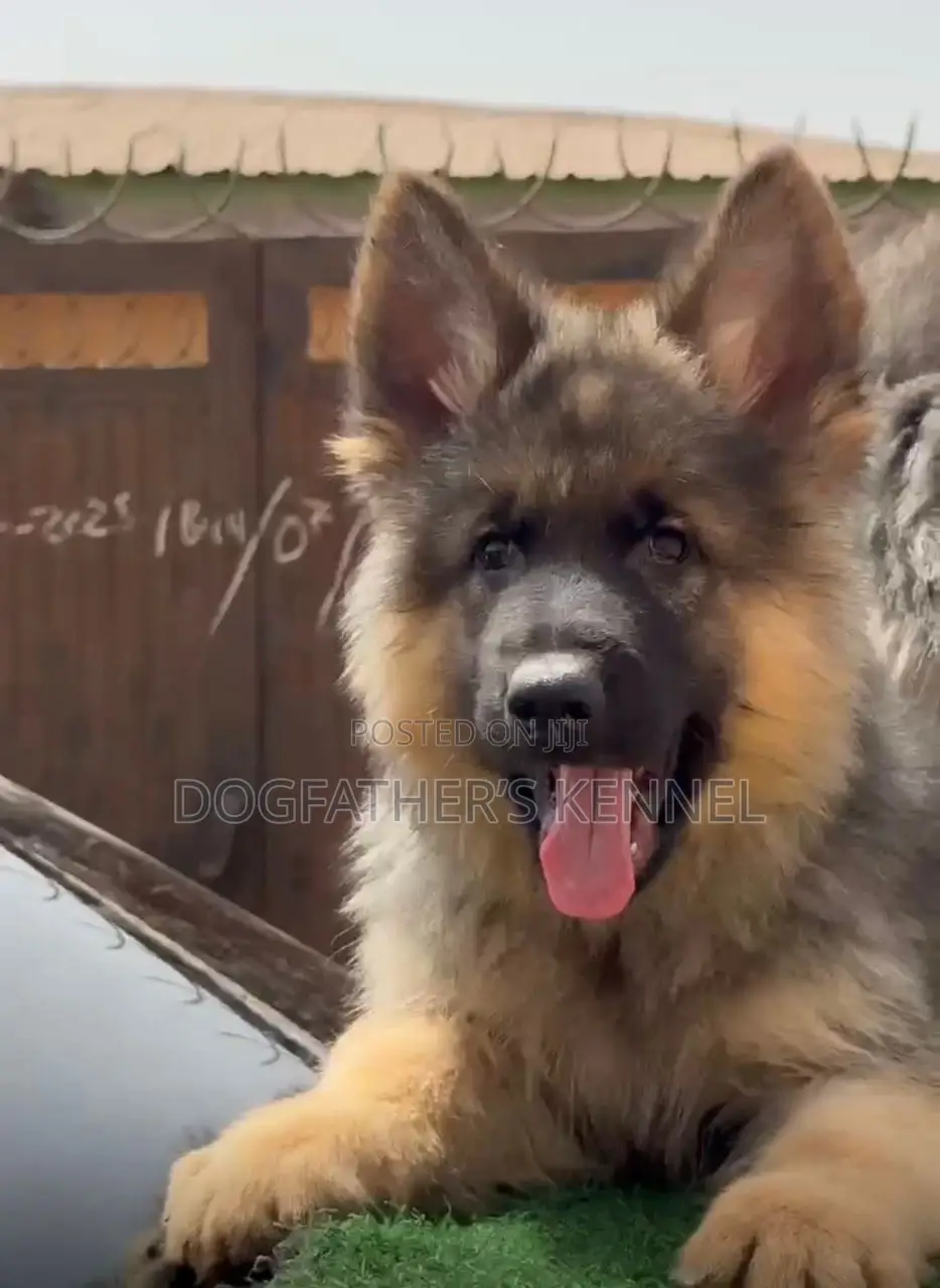 1-3 months Male Purebred German Shepherd