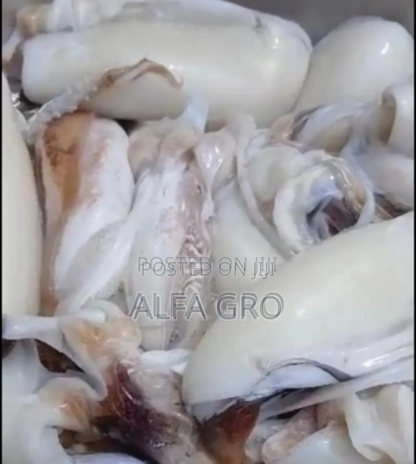 Fresh Squid Meat