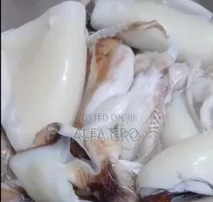 Fresh Squid Meat