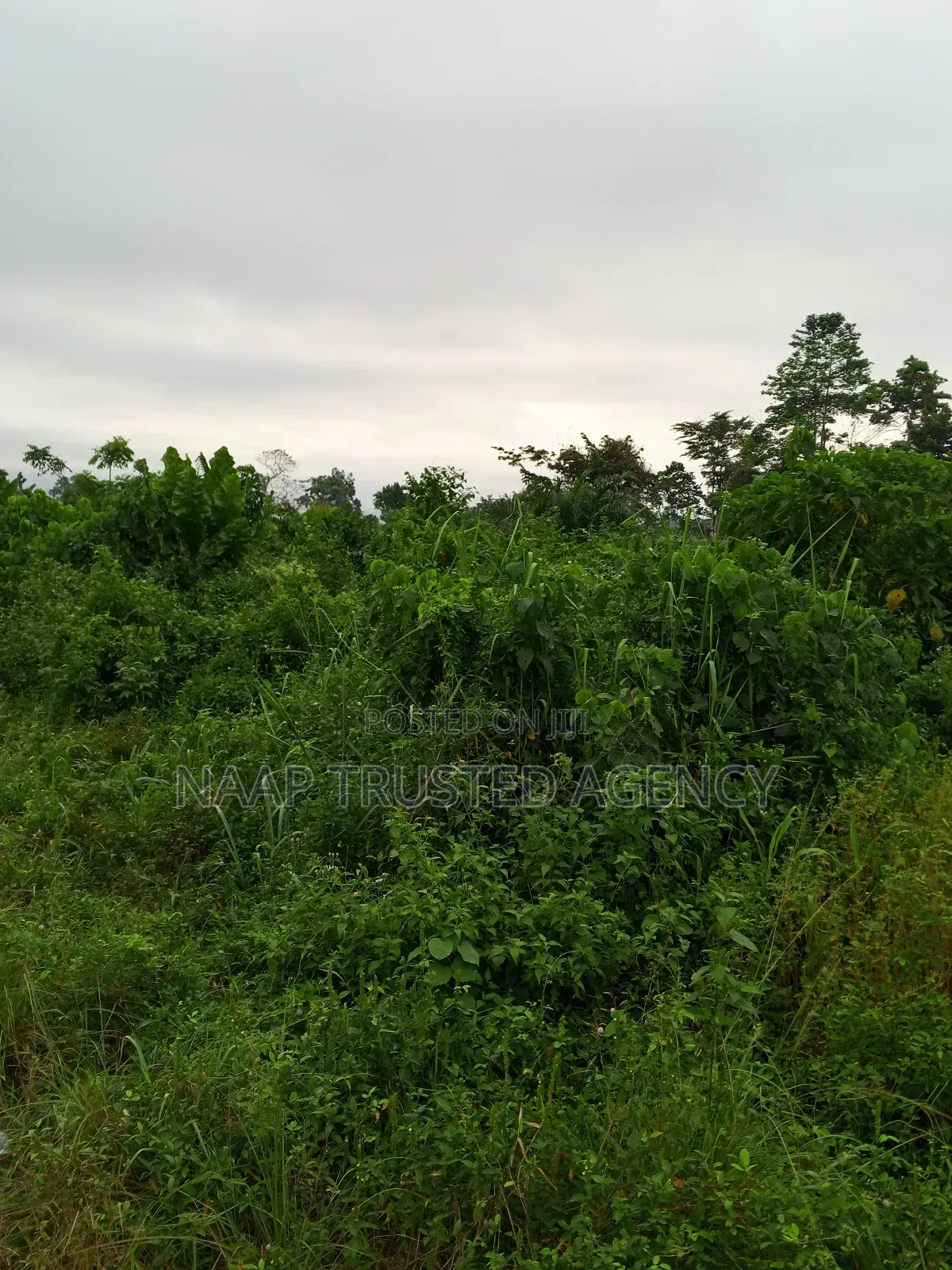 Farmland for Sale / Lease
