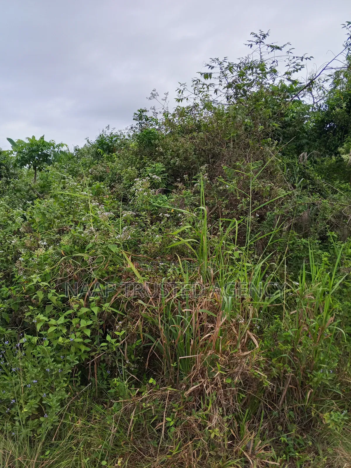 Farmland for Sale / Lease